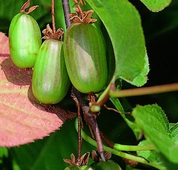 Актинидия Коломикта 'Д-р Шимановский'